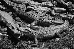 The American alligator has meant many things to Americans, at times prized for its hide, adopted as a mascot and weaponized as a slur. YLLA/Gamma-Rapho via Getty Images