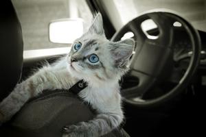 A road trip with cats is possible, but it takes a little planning, writes Cathy M. Rosenthal. (Dreamstime/TNS)