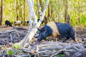 Feral swine are found in at least 35 states in the U.S. CRobertson/iStock/Getty Images Plus