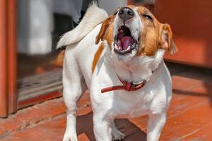 Reactive dogs rarely improve because of one 