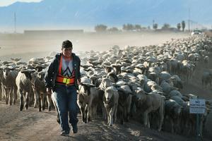 A herder helps to move a flock of sheep near California's border with Mexico to graze on alfalfa in 2025. Scott Olson/Getty Images