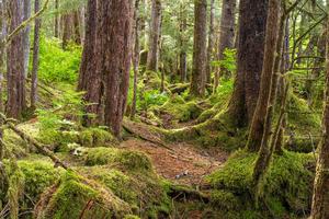 Roadless areas in Alaska contain important old-growth forests. Mike Reid Photography/Moment via Getty Images