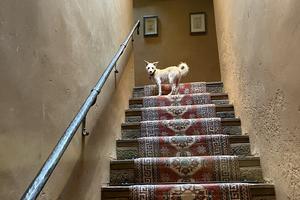 Our pooch Loni at the Inn of the Five Graces in Santa Fe. Andy Yemma