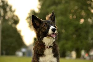 Dog training is as much about training the human as the dog, since we have to learn how to communicate what we want and reward them when they get it right, writes Cathy M. Rosenthal. (Dreamstime/TNS)