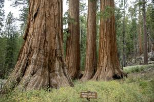 Yosemite National Park is home to three groves of massive ancient sequoia trees. Jim West/UCG/Universal Images Group via Getty Images