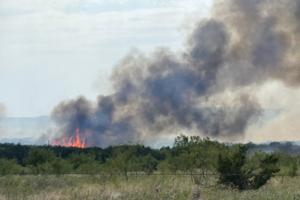 Texas A&M Forest Service/TNS