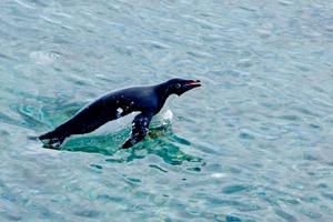 An Adélie penguin swims through the ocean. Casey Youngflesh, CC BY