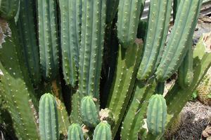Huachuma, an Andean cactus better known as San Pedro, has been used for centuries in healing ceremonies. Forest & Kim Starr via Wikimedia Commons, CC BY-SA
