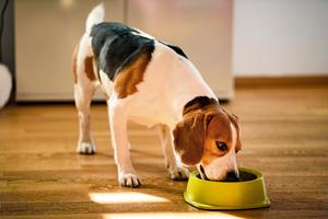 Reaching a healthier weight can reduce stress on a dog's joints and feet and help protect his or her mobility as the dog gets older, writes Cathy M. Rosenthal. (Przemyslaw Iciak/Dreamstime/TNS)