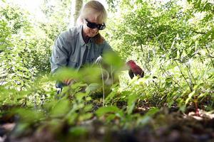 Late summer and early fall are a perfect time to fight weeds in the garden. Shawn Patrick Ouellette/Portland Press Herald via Getty Images