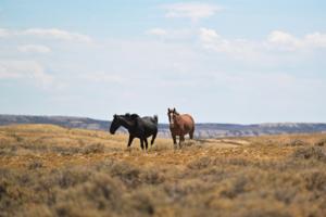 RJ Sangosti/The Denver Post/TNS