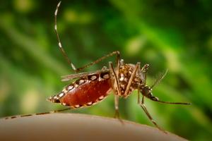 The Aedis aegypti mosquito spreads dengue from person to person. Smith Collection/Gado/Getty Images