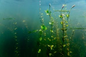 Will Parson/Chesapeake Bay Program/TNS