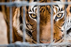 Tiger in cage. Dreamstime/TCA