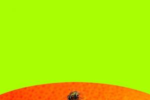 Crooked Lane Books/Crooked Lane Books/TNS