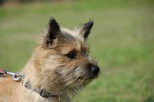 For a dog that is too excitable while on a leash, reward good moments, work below his or her reaction threshold, and get some additional help from a behavior or trainer, writes Cathy M. Rosenthal. (Dreamstime/TNS)
