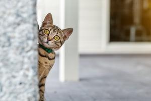Young cats commonly engage in predatory-style play, writes Cathy M. Rosenthal. (K G/Dreamstime/Tribune Content Agency)