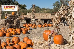 Pumpkin Patch complete with a hay ride. Colorful Pumpkin Patch and hay ride at harvest time. Dreamstime/TCA