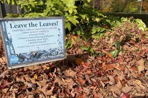 Leaves on the ground are part of the natural cycle of nutrients. Manjot Sidhu, CC BY-SA