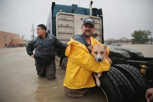 Hurricane Harvey dropped several feet of rain on Texas, stranding trucks, people and their pets. Scott Olson/Getty Images
