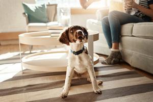When a dog is in a state of high anxiety or panic, they are often unable to focus on food rewards, writes Cathy M. Rosenthal. (Dreamstime/TNS)