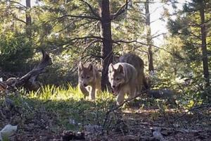 California Dept of Fish and Wildlife/California Dept of Fish and Wildlife/TNS