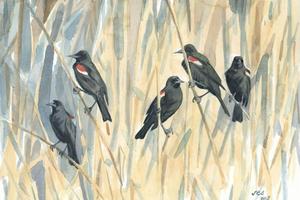 Noisy tricolored blackbirds can be found in fields and wetlands in the Pacific coast states, but they are losing habitat.  John Anderton/The Atlas of North America's Migratory Birds