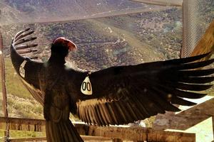 AC-4 was among the last wild California condors, captured in the 1980s to create a captive breeding program. A condor's wingspan can exceed 9.5 feet (2.9 meters). U.S. Fish and Wildlife Service