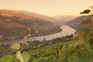 Depending on when you visit, the hillsides of Portugal's Douro region can shift in color – from dusty brown in winter, to scrubby green in summer, to glowing red and gold in fall. (Dominic Arizona Bonuccelli, Rick Steves' Europe)