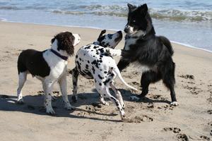 Dogs may never be best friends, but if they can rest comfortably near each other that counts as getting along, writes Cathy M. Rosenthal. (Dreamstime/TNS)
