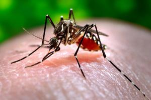 One of the leading spreaders of dengue fever, _Aedes aegypti_, feasts on a human through a tube known as a proboscis. James Gathany/CDC, CC BY-SA
