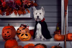 Costumes aren’t the only part of Halloween that can be overwhelming for pets. The doorbell rings, strangers appear in costumes, and the front door opens and closes all evening, writes Cathy M. Rosenthal. (Dreamstime/TNS)