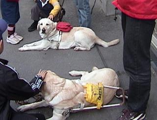 Seeing Eye dogs