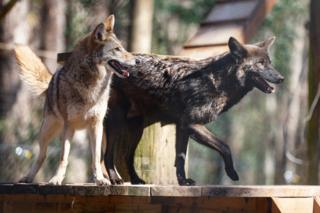 Natrice Miller/The Atlanta Journal-Constitution/TNS