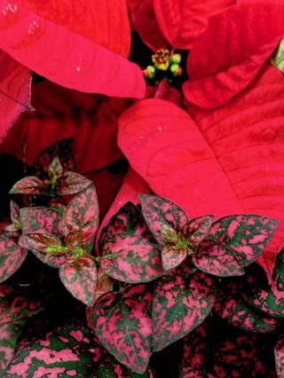 Norman Winter/Norman Winter/TNS