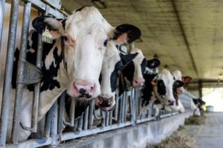 Dominic Di Palermo/Chicago Tribune/TNS