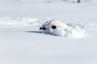 Kerry Hargrove/Dreamstime/TNS