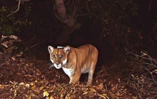 US National Park Service/ZUMA Press Wire/TNS