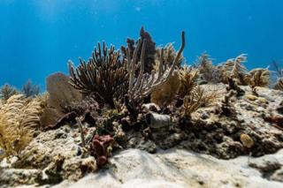 D.A. Varela/Miami Herald/TNS