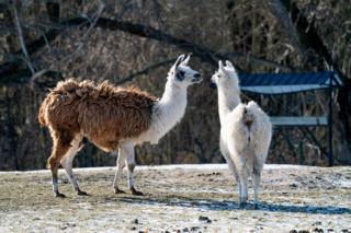 CLAUS BECH/GETTY IMAGES NORTH AMERICA/TNS