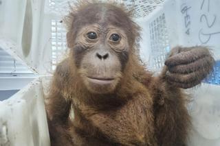 A baby orangutan was seized by Thai police in an anti-trafficking operation in May 2025. Thai police Central Investigation Bureau via AP