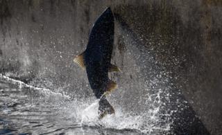 Hector Amezcua/The Sacramento Bee/TNS