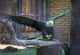 Allen J. Schaben/Los Angeles Times/TNS