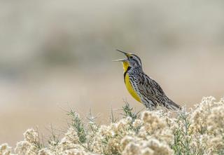 A western meadowlark sings its mating song Danita Delimont/Gallo Images Roots RF collection via Getty Images