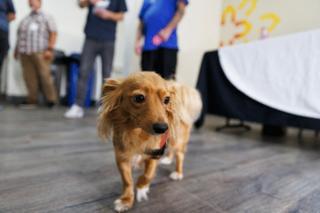 Kristian Carreon/The San Diego Union-Tribune/TNS