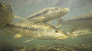 Mahseer swim in the Ramganga River, a major tributary of the Ganges River in South Asia. Zeb Hogan