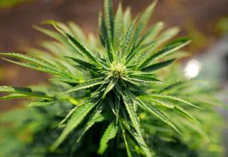 Brian Peterson/The Minnesota Star Tribune/TNS