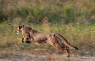 A rescued Florida panther, one of fewer than 300 of the endangered big cats alive today, is released into the wild. Mark Cunningham/Florida Fish and Wildlife Conservation Commission, CC BY-SA